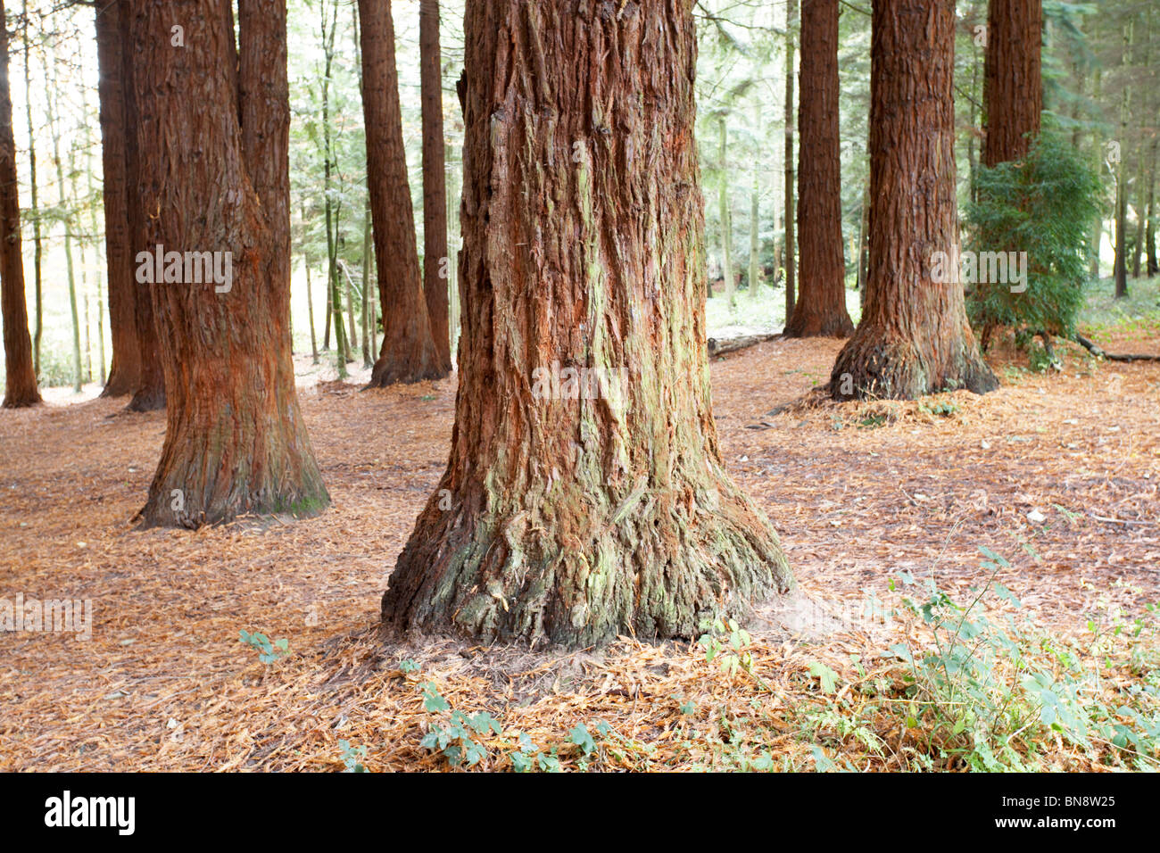 Dinmore hill, hires stock photography and images Alamy