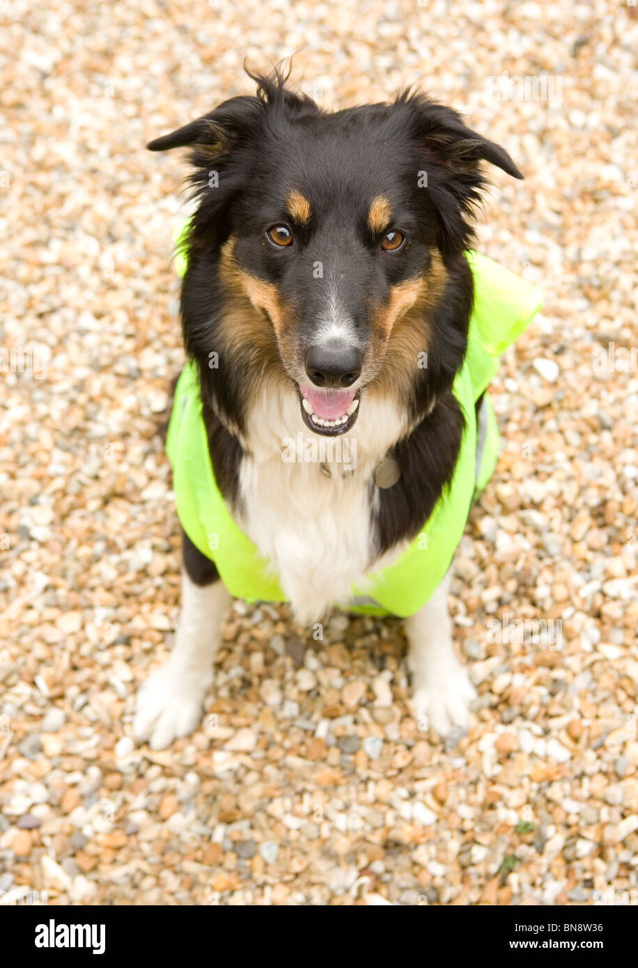 Border Collie Single adult male sitting wearing hi vis Jacket UK Stock