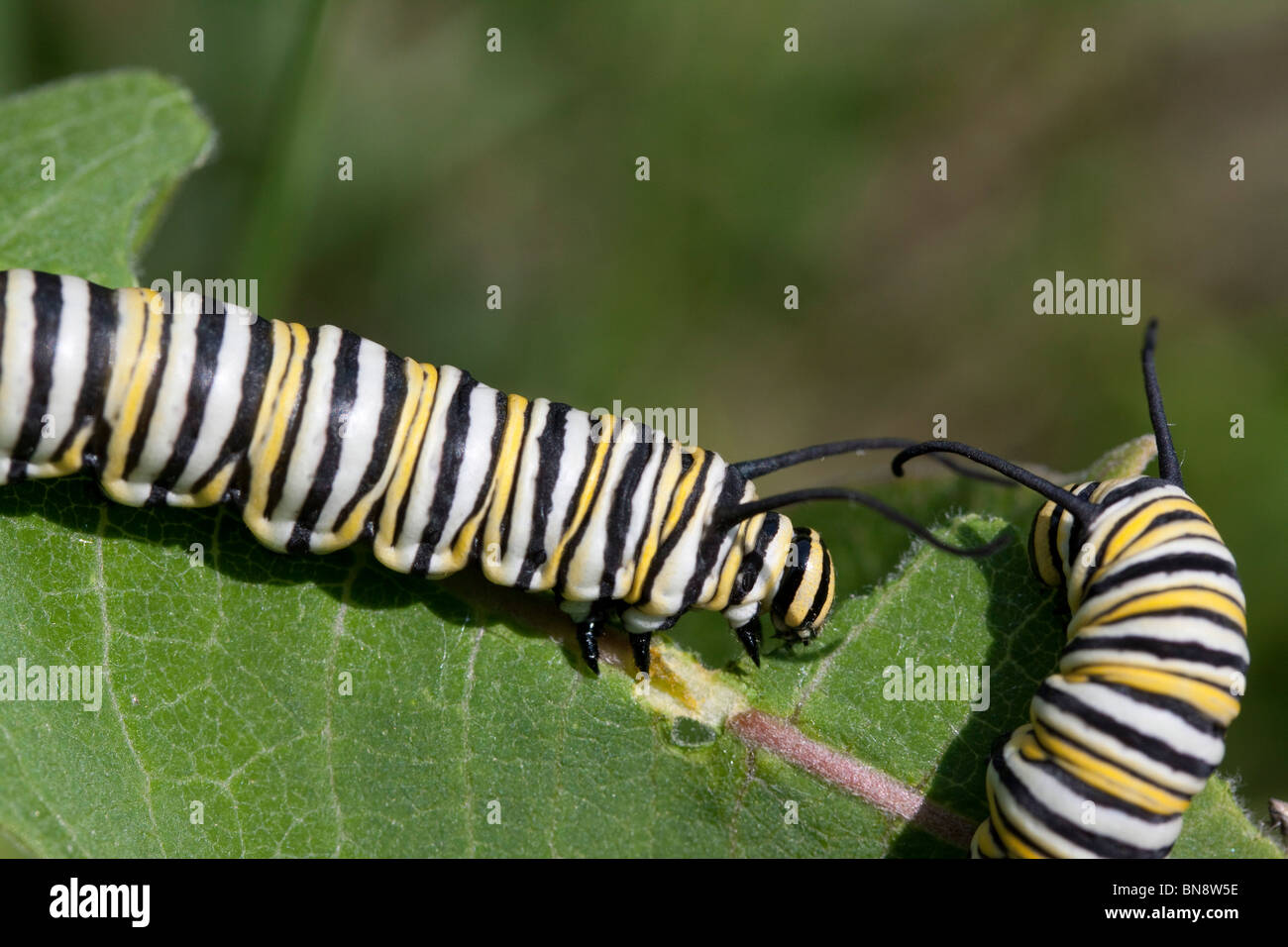 Monarch Butterfly Larvae Hi-res Stock Photography And Images - Alamy