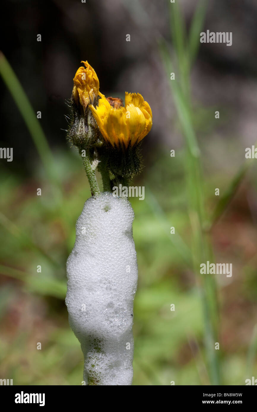 Froth or plant juices from the Spittle Bug or Froghopper on Yellow Hawkweed Hieracium pratense Michigan USA Stock Photo