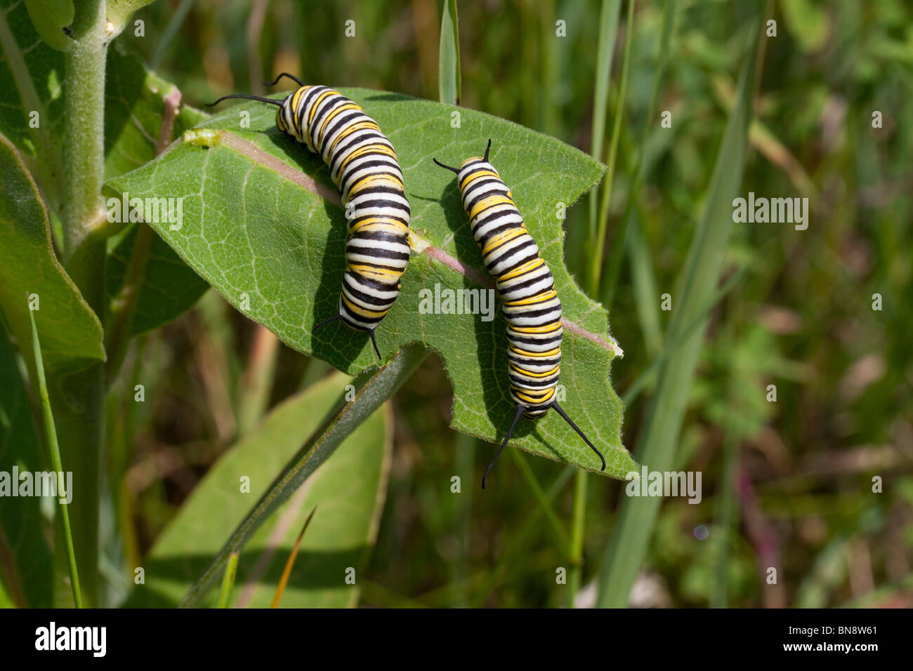 Monarch Butterfly caterpillars Danaus plexippus feeding on Common ...