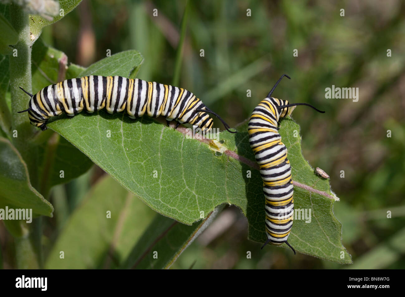 Monarch Butterfly caterpillars Danaus plexippus feeding on Common
