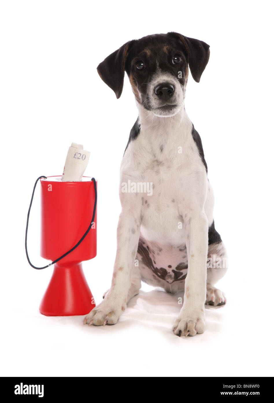 Jack Russell Terrier Single puppy with charity collection tub Studio, UK Stock Photo