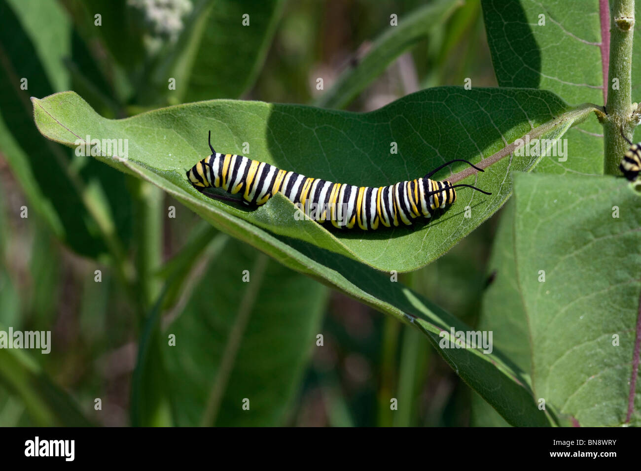Monarch Butterfly caterpillar Danaus plexippus feeding on Common ...