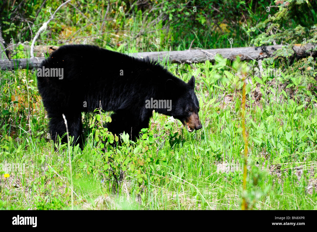 A black bear in the woods. Jasper National Park, Alberta, Canada. Stock Photo