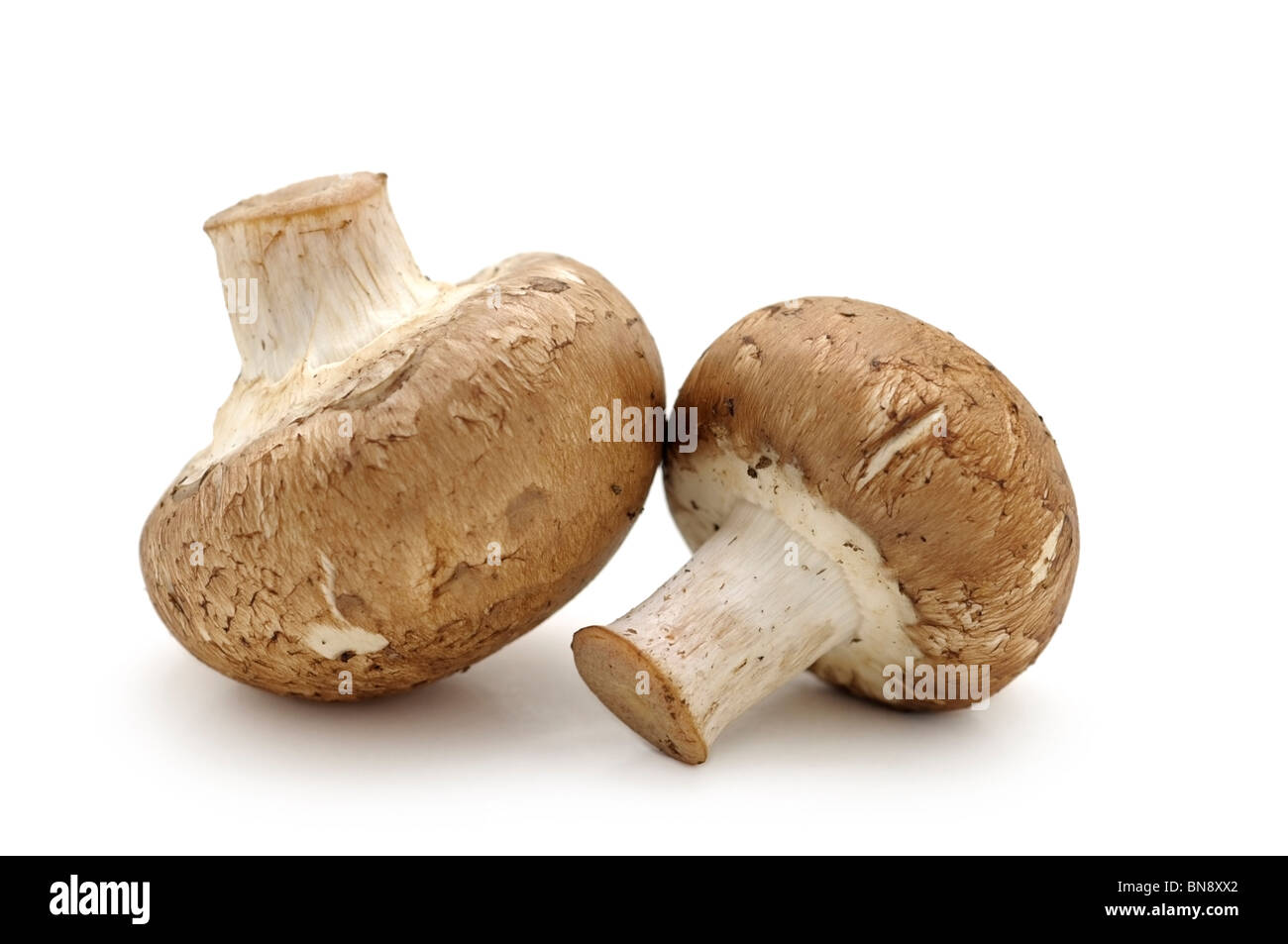 Brown Mushrooms Stock Photo