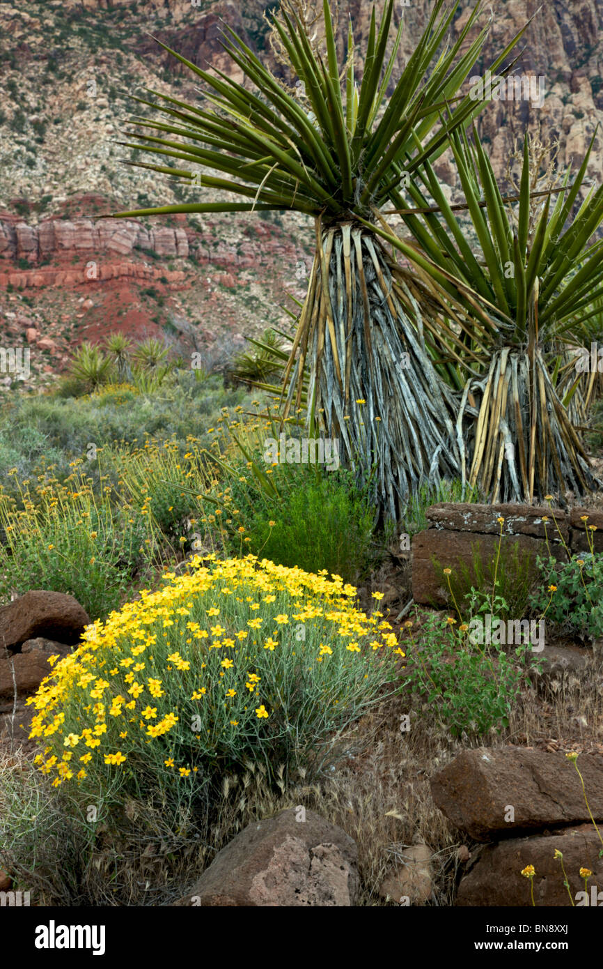 Wildflowers blooming near red rock preserve, las vegas Stock Photo Alamy