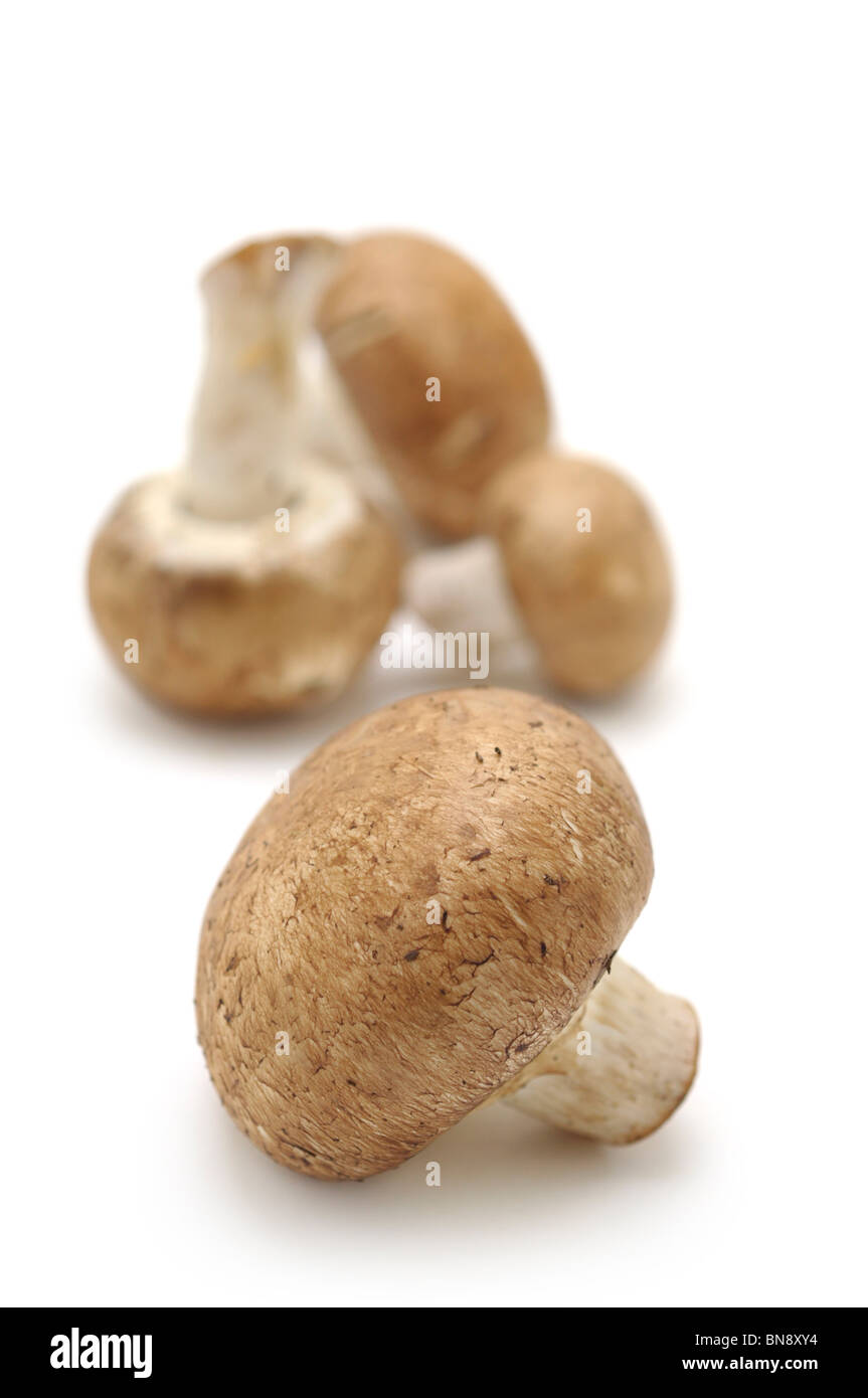 Brown Mushrooms Stock Photo