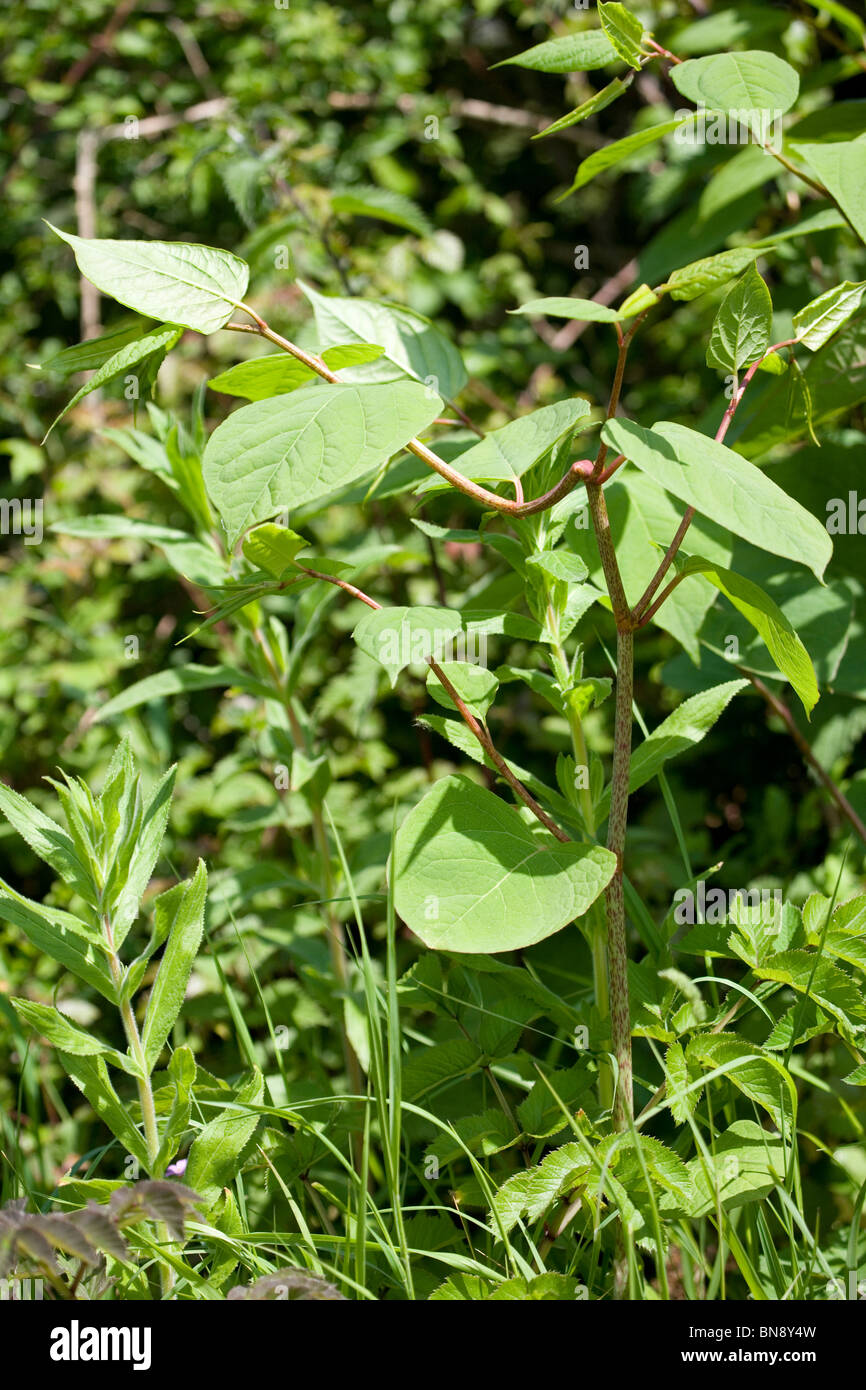 Japanese Knotweed Fallopia japonica Dorset, UK Stock Photo