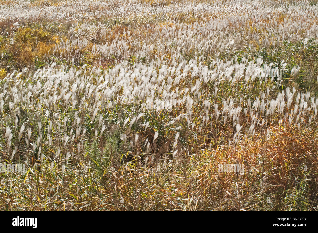 Amur silvergrass (Miscanthus sacchariflorus) Stock Photo