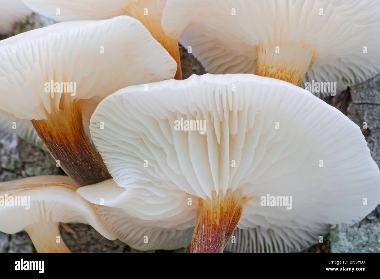 Winter mushroom (Flammulina velutipes) Stock Photo