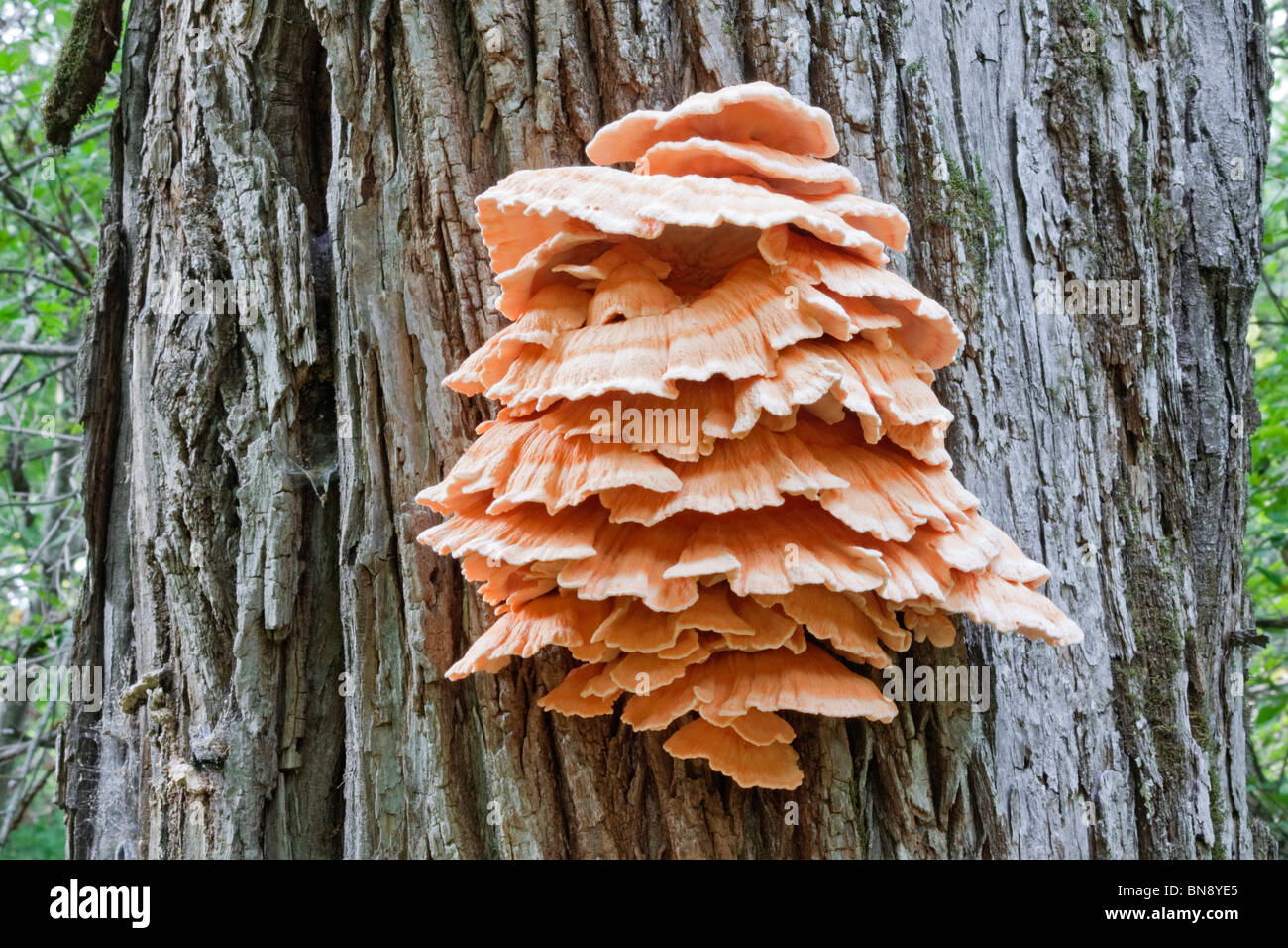 Sulphur shelf (Laetiporus sulphureus) Stock Photo