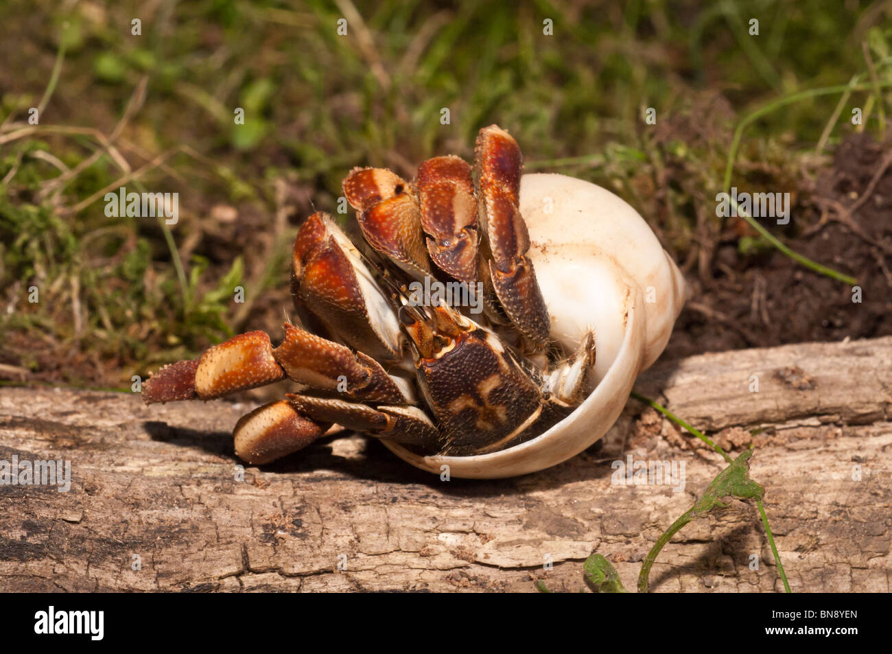 Caribbean hermit crab, West Atlantic crab, Coenobita clypeatus,  native to the west Atlantic, Bahamas, Caribbean Sea Stock Photo