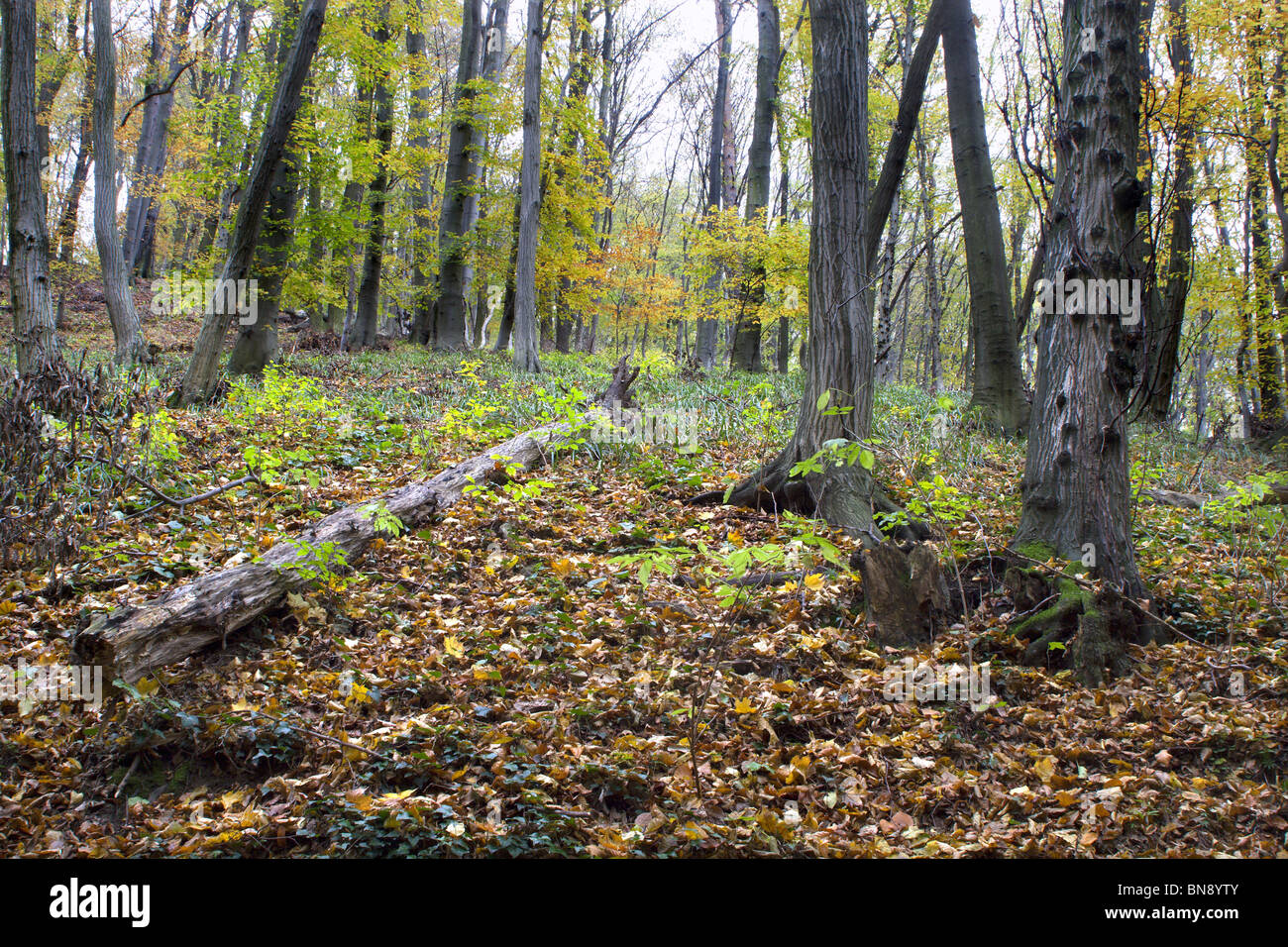 wood in autumn Stock Photo