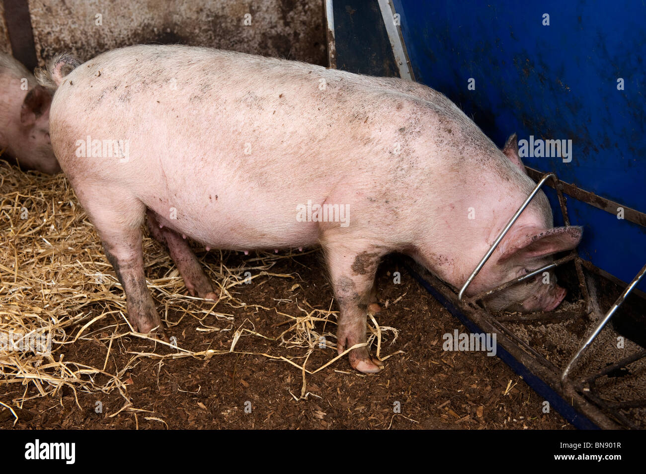 White Lop Fattening Pigs At Ad Lib Trough Stock Photo 30315763