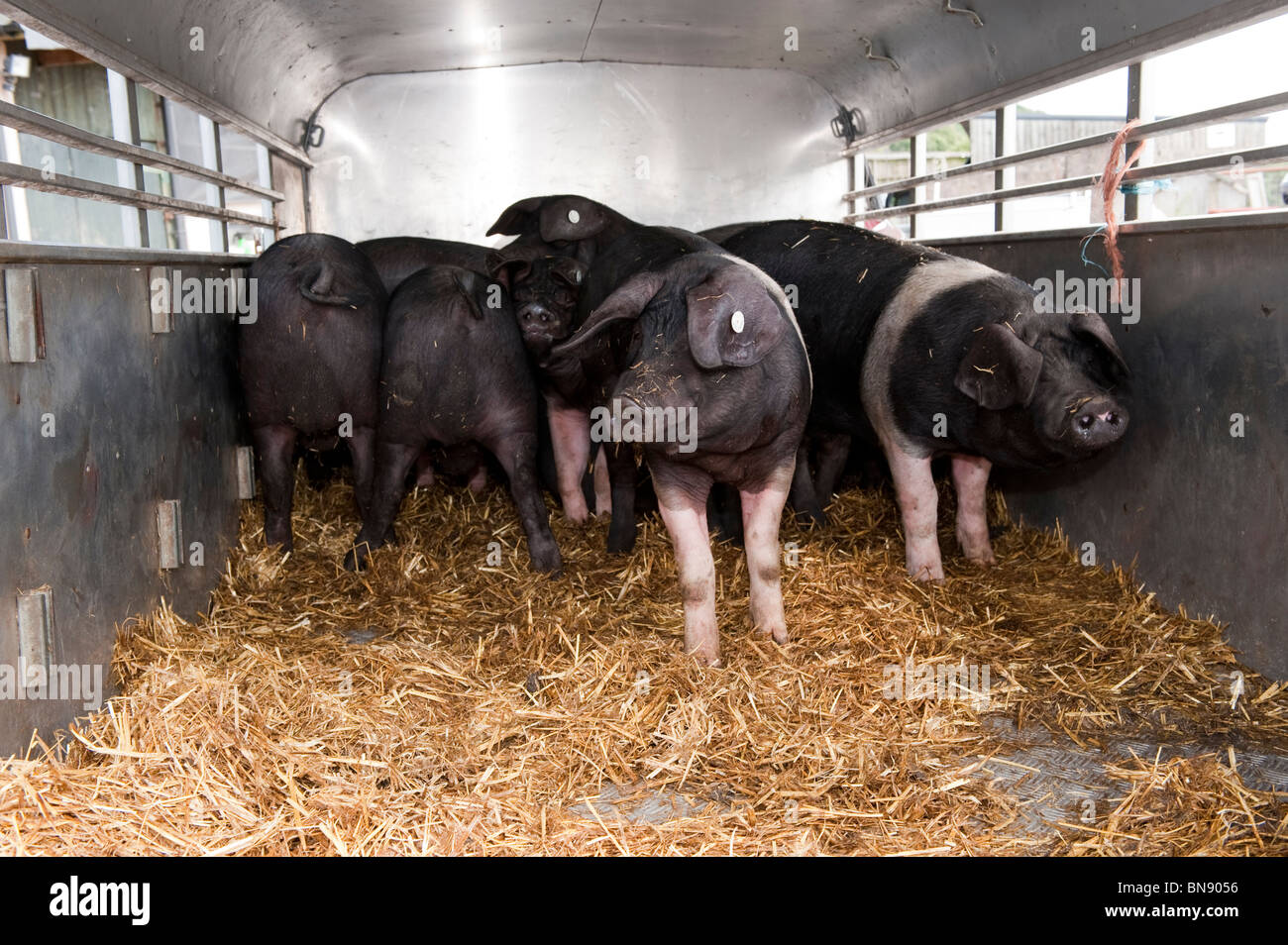 Saddleback pigs loaded into a trailer to move to a new farm Stock Photo