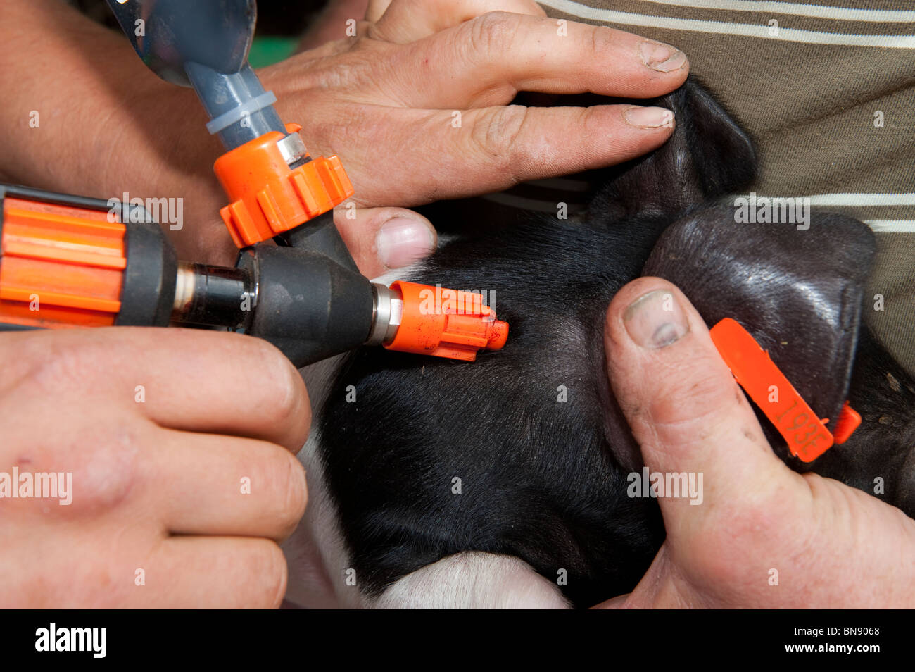 Injecting a piglet with an iron supplement to help growth Stock Photo