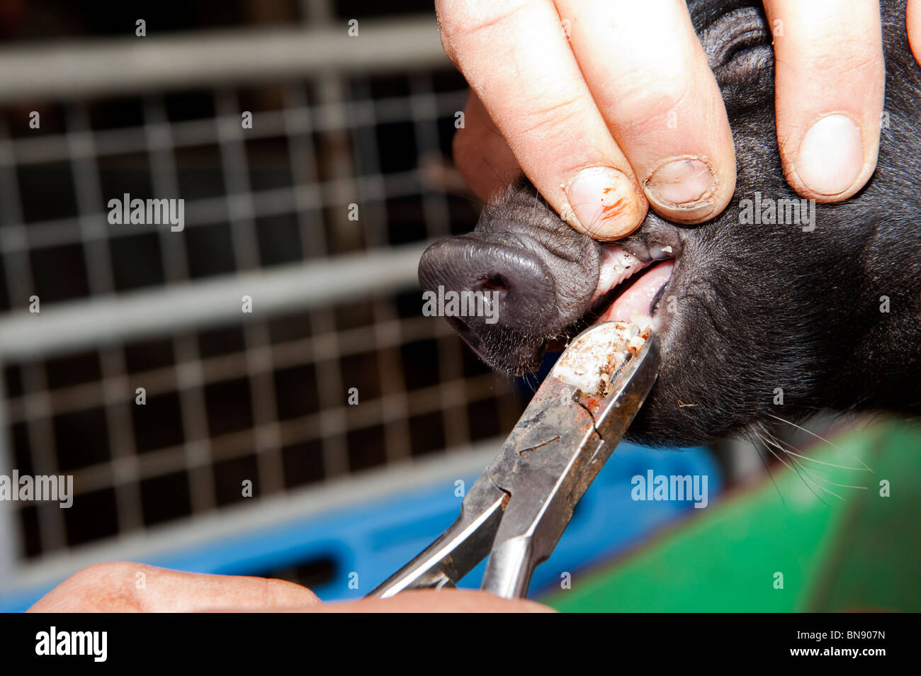 Teeth clipping pig hi-res stock photography and images - Alamy