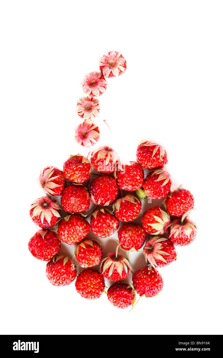Ripe red berries (Fragaria viridis), Wild Strawberry. Stock Photo