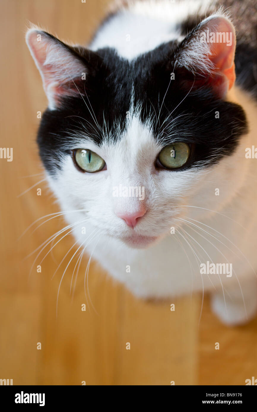 Black and white cat looking up Stock Photo - Alamy