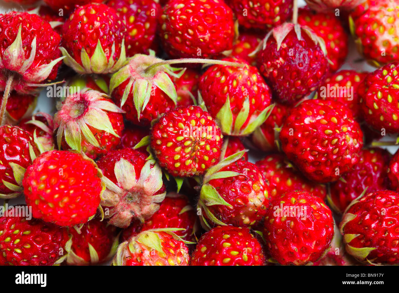 Ripe red berries (Fragaria viridis), Wild Strawberry. Stock Photo