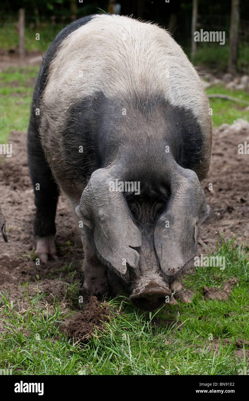 Saddleback boar in field. Stock Photo
