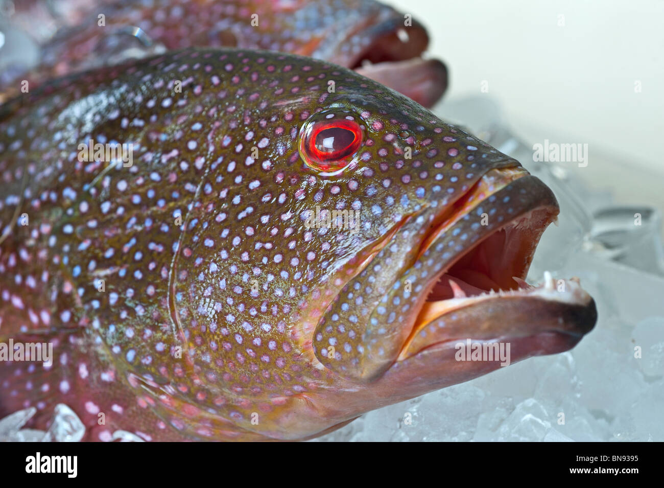 Freshly caught coral grouper fish on an ice display in a restaurant Stock Photo