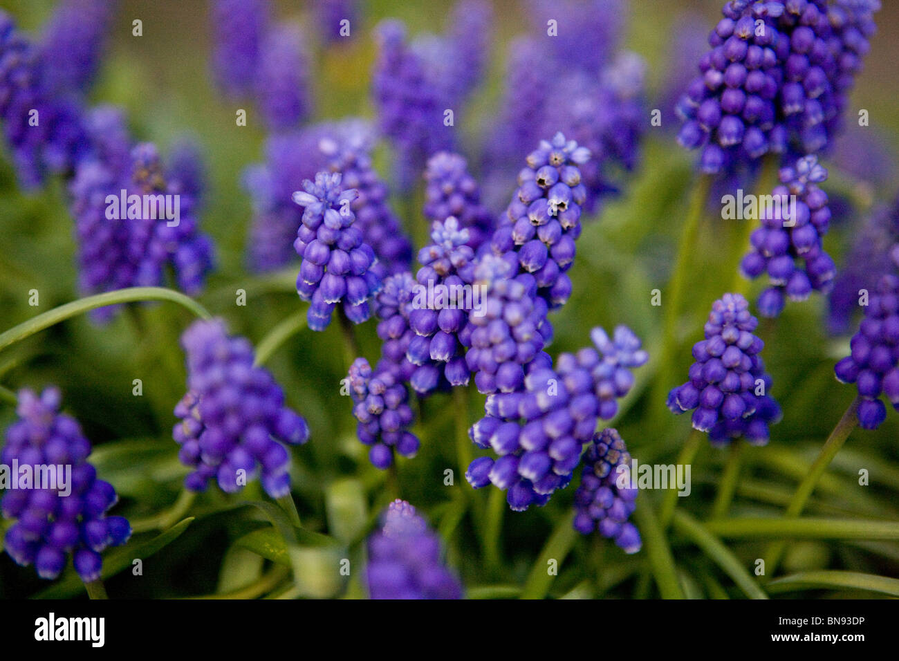 Grape hyacinths in spring Stock Photo Alamy