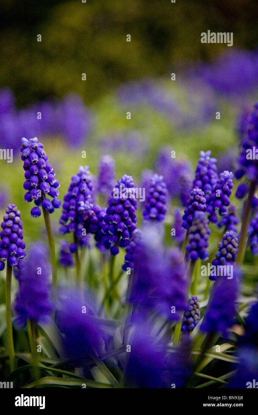 Grape hyacinths in spring Stock Photo