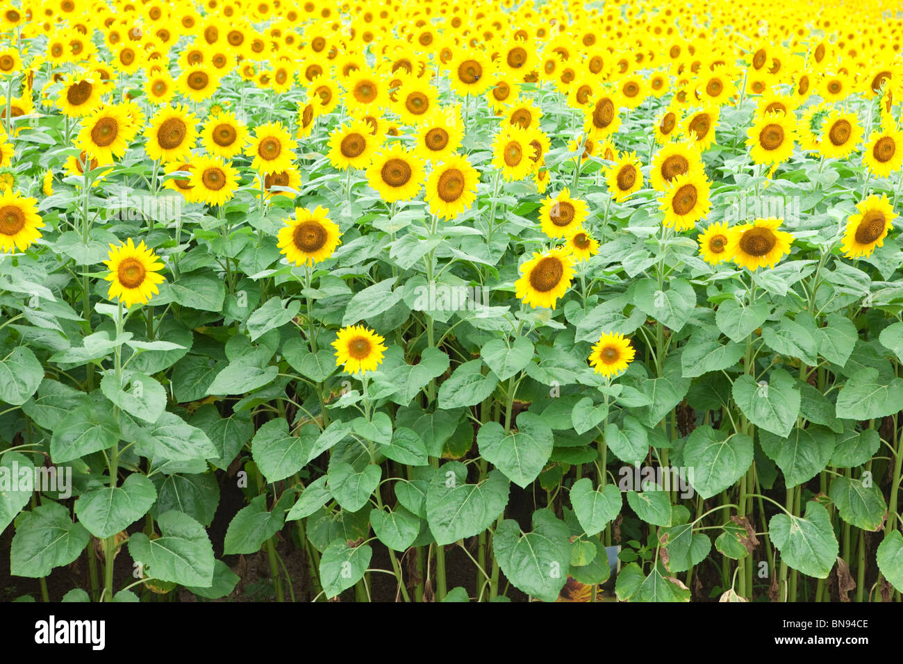 Field of sunflowers full frame Stock Photo - Alamy