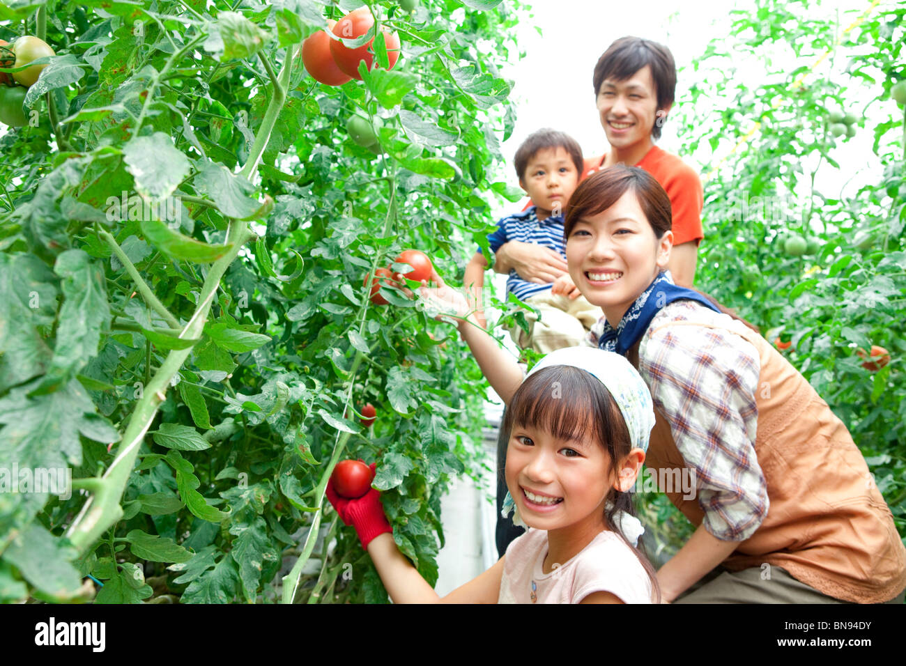 Portrait of family picking tomatoes smiling Stock Photo - Alamy
