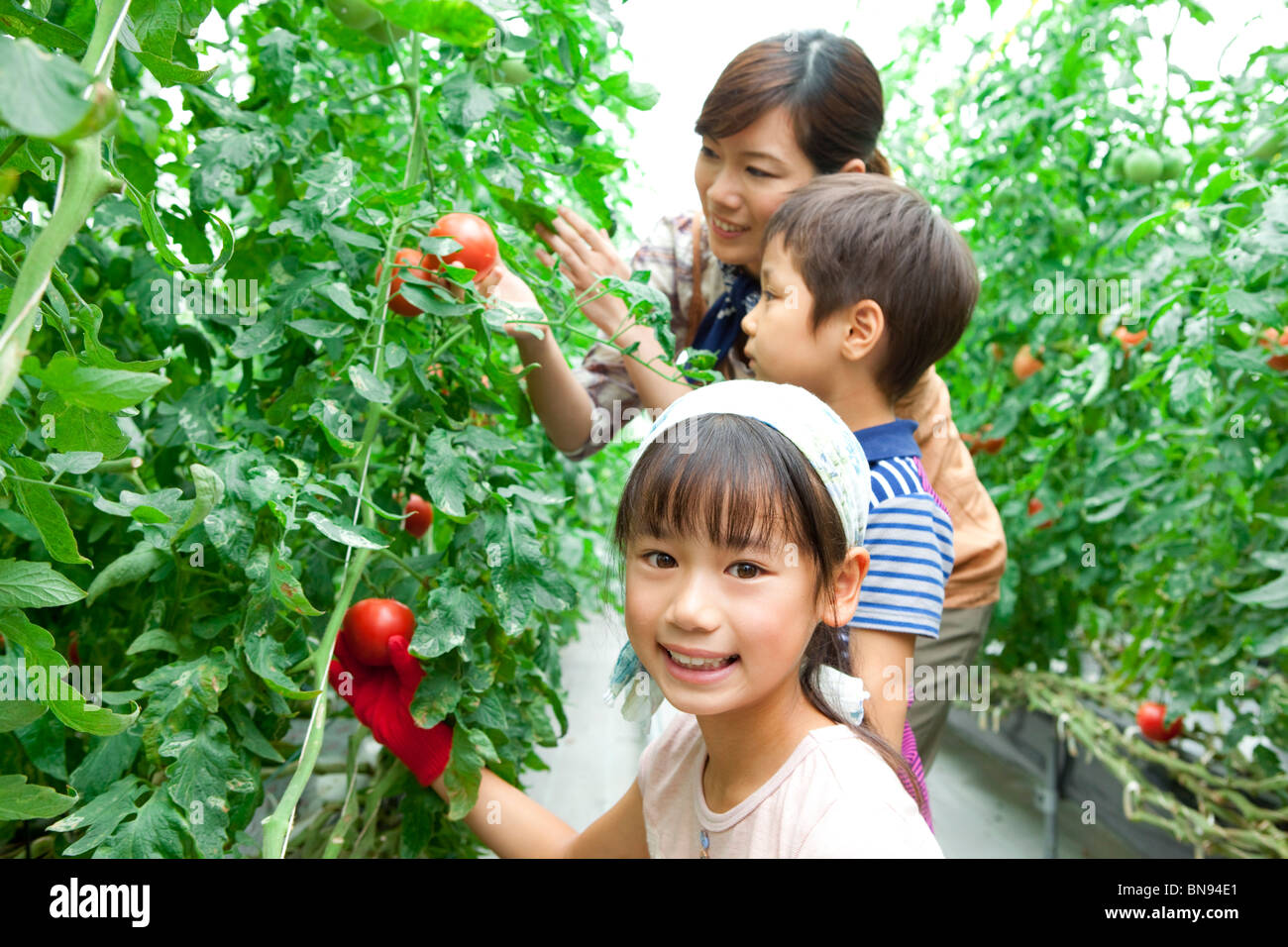 Family picking tomatoes girl smiling and looking at camera Stock Photo ...