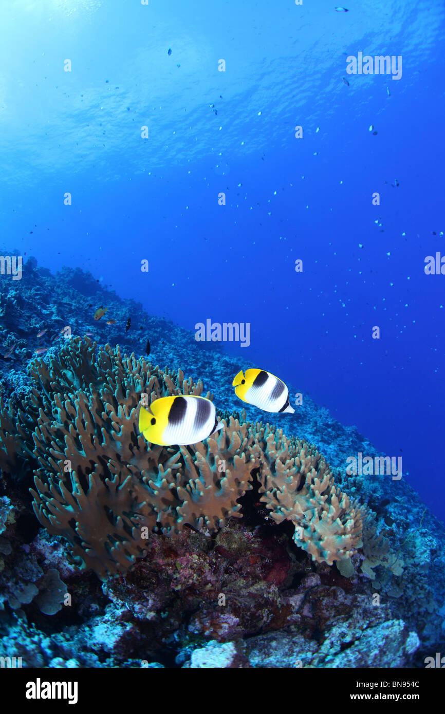 Pacific double-saddle butterflyfish swimming in the sea in Saipan Stock Photo