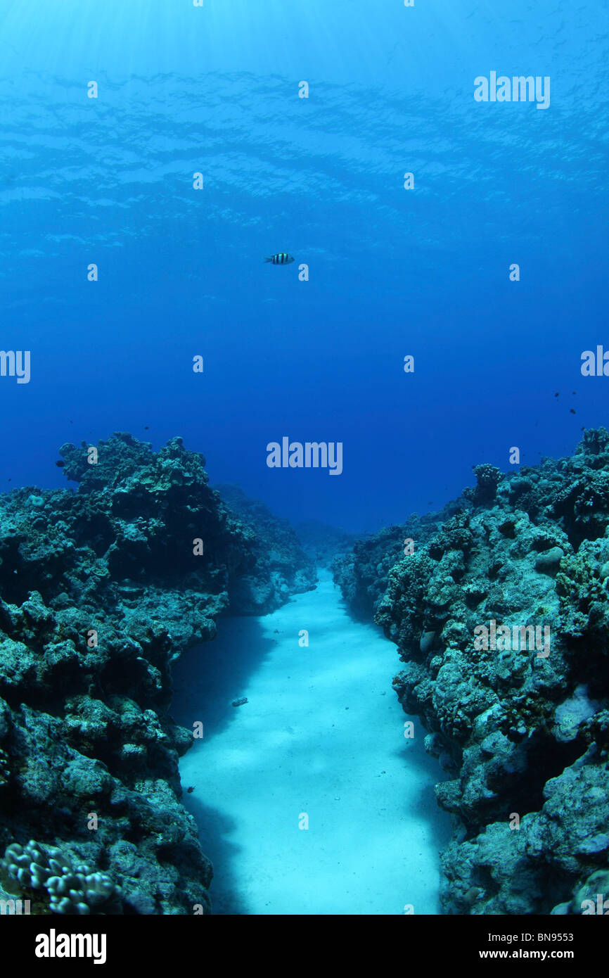 Coral reef, Saipan, Northern Mariana Islands Stock Photo
