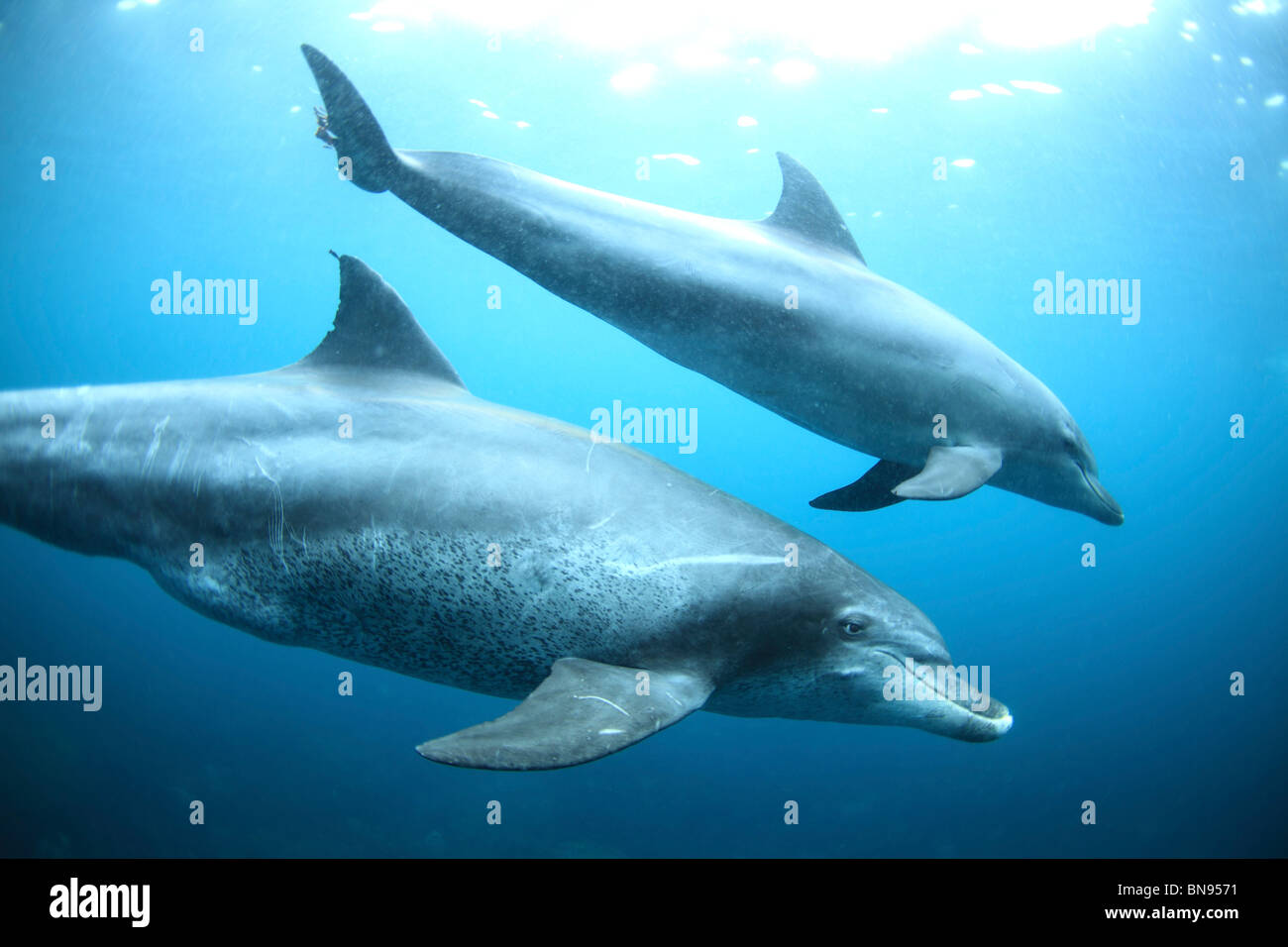 Indo-Pacific Bottlenose Dolphins, Mikurajima, Tokyo, Japan Stock Photo
