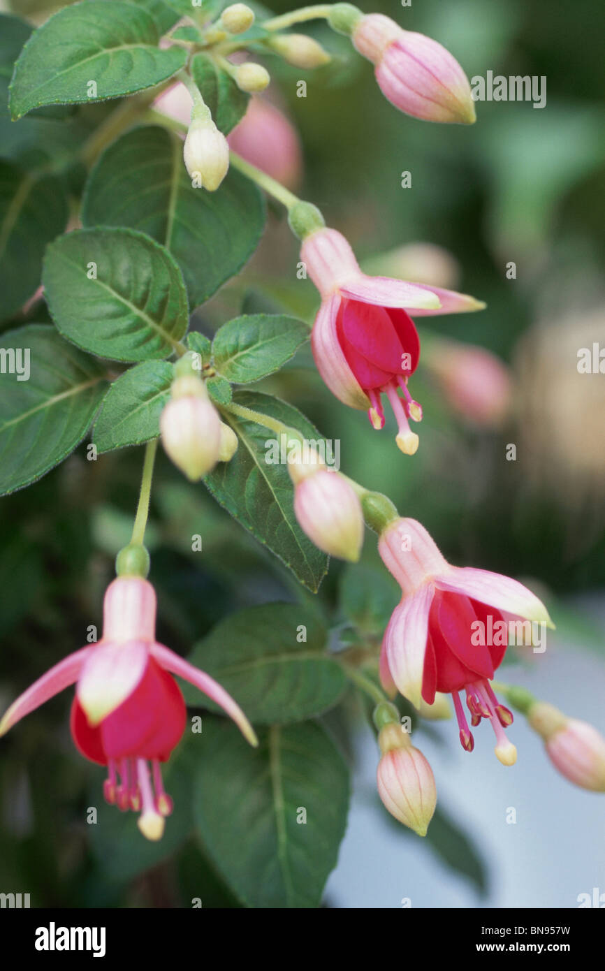 Pink fuchsia flowers Stock Photo