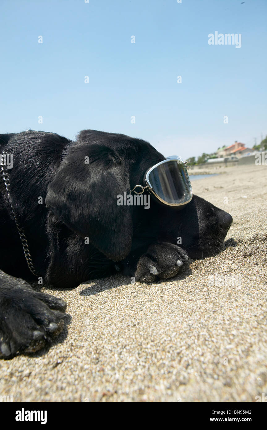 Black Labrador wearing flying goggles Stock Photo