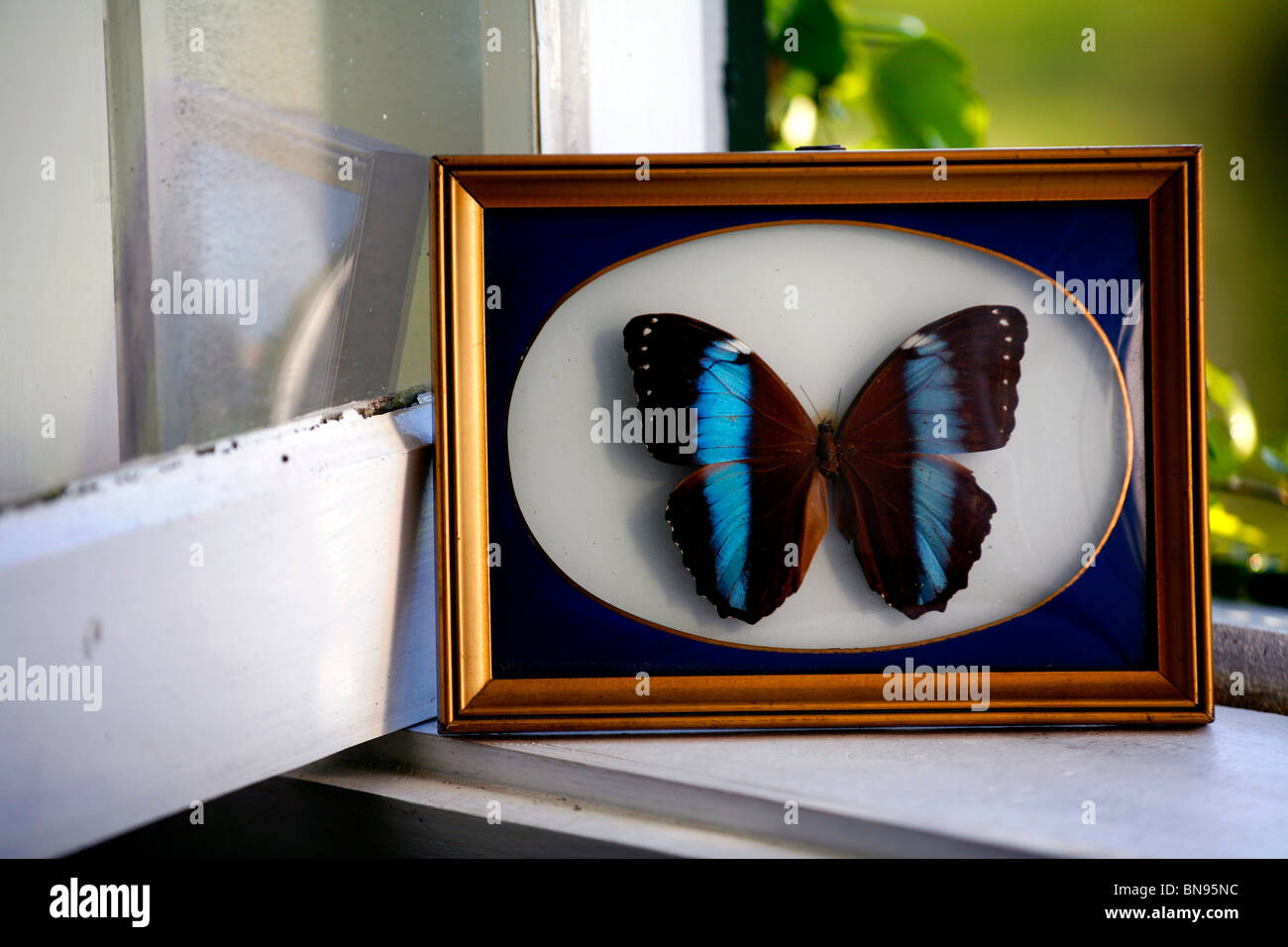 Butterfly in a frame Stock Photo