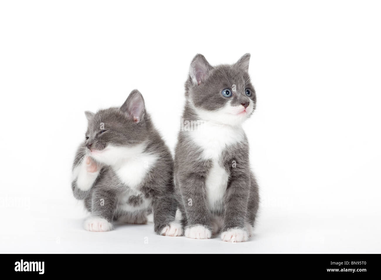 two blue eyed gray kitten isolated on white Stock Photo