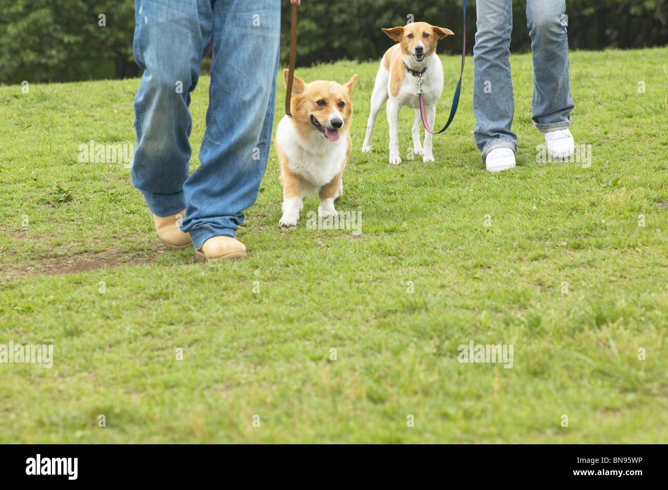 Couple walking their two dogs in a park Stock Photo - Alamy