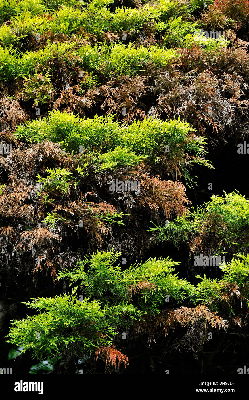 Dying Fir Tree High Resolution Stock Photography and Images Alamy