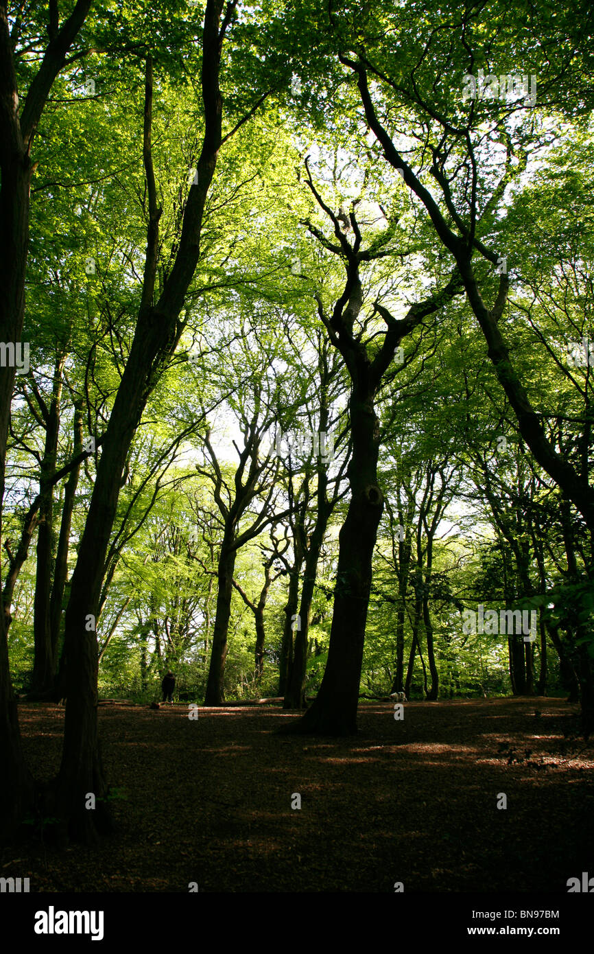 Highgate Wood, Highgate, London, UK Stock Photo Alamy