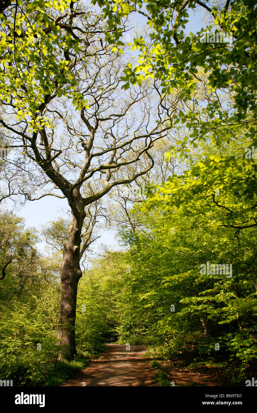 Queen's Wood, Muswell Hill, London, UK Stock Photo