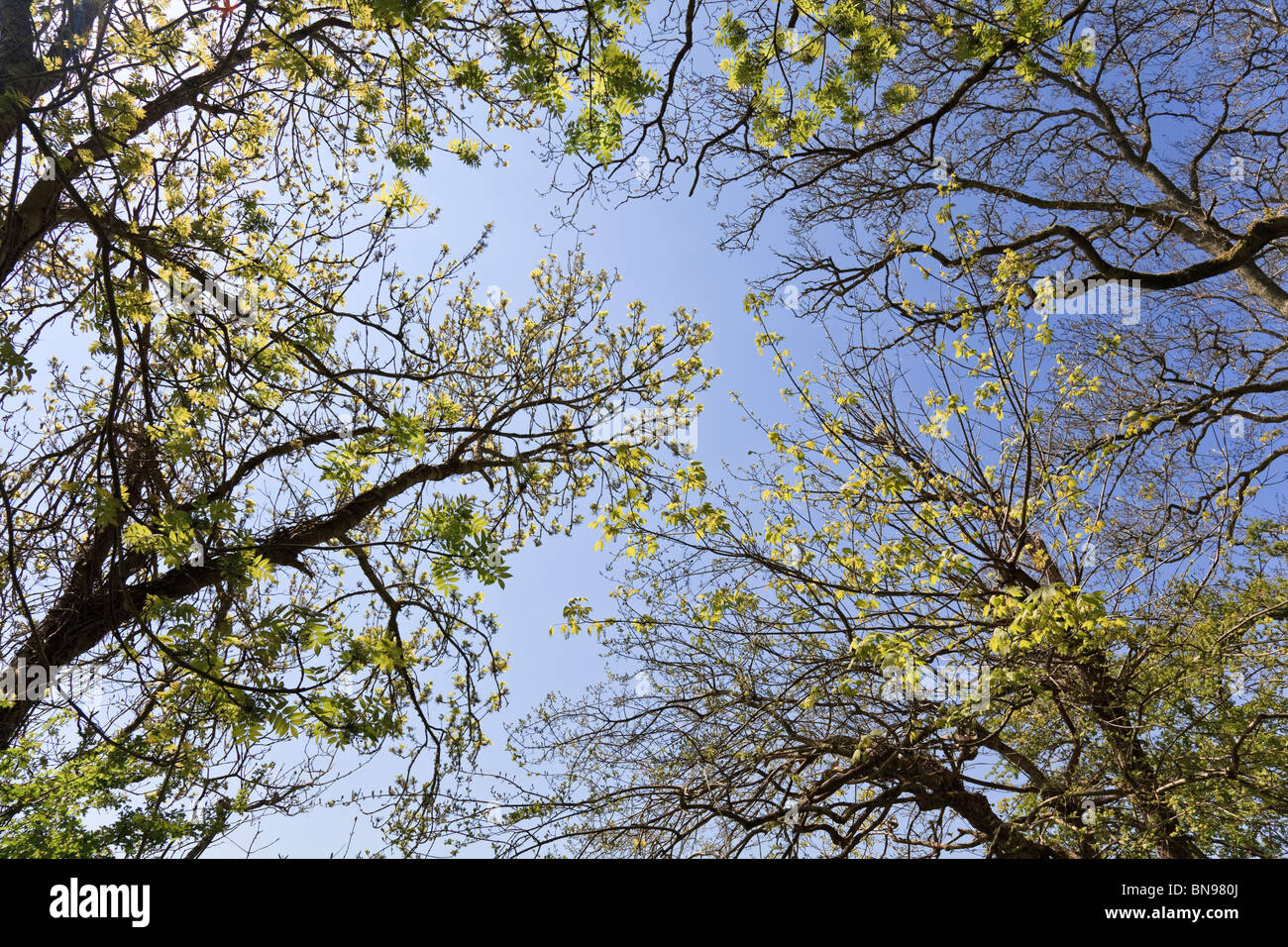 New growth on trees in Deciduous woodland with blue sky background Stock Photo