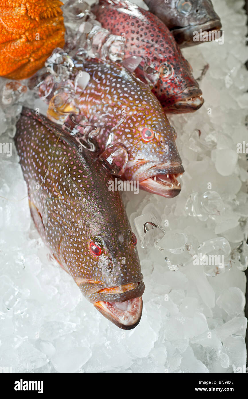 Freshly caught coral grouper fish on an ice display in a restaurant Stock Photo