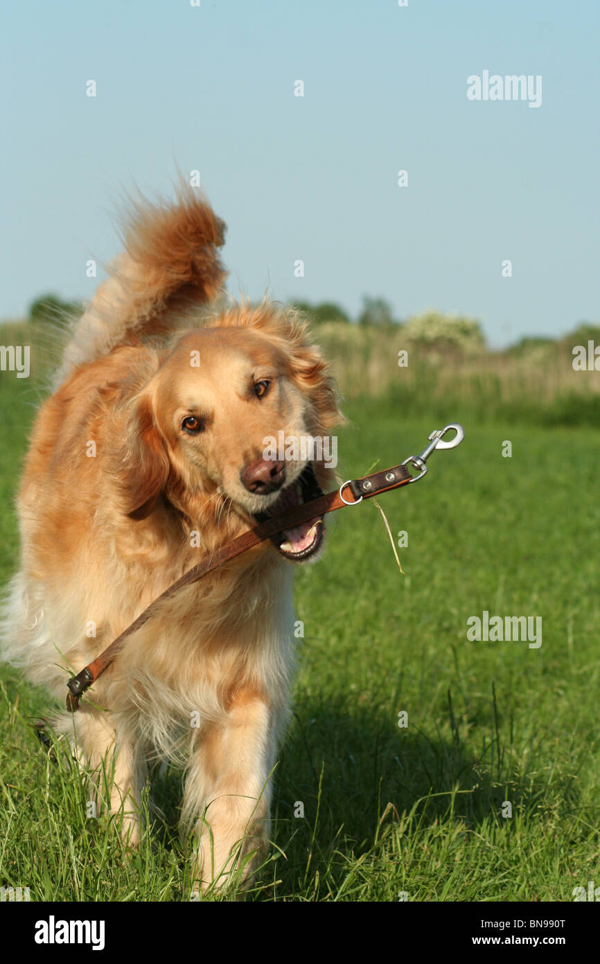 Golden Retriever with lead Stock Photo Alamy