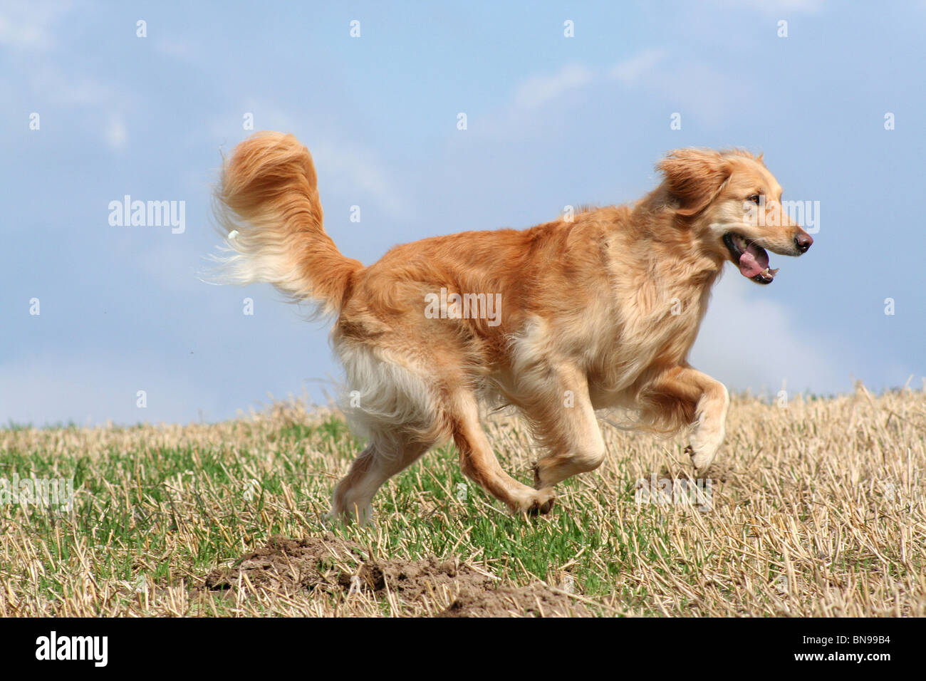 running Golden Retriever Stock Photo - Alamy