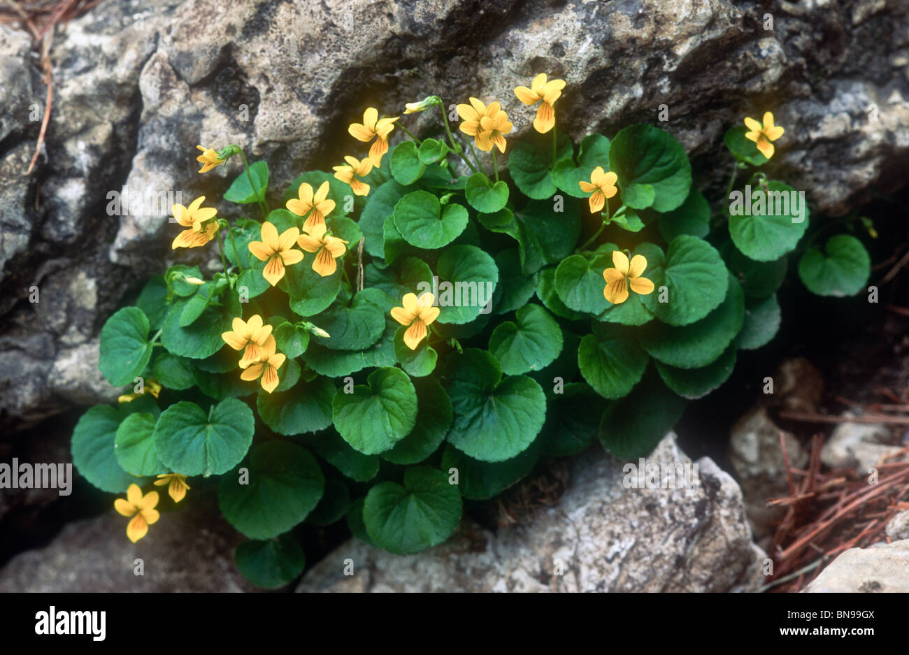 Yellow wood violet, Viola biflora, Dolomites, Italy Stock Photo