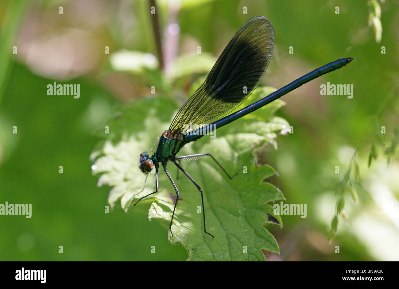 Male Banded Demoiselle Damsel Fly or Banded Agrion, Calopteryx splendens, Calopterygidae, Zygoptera, Odonata Stock Photo