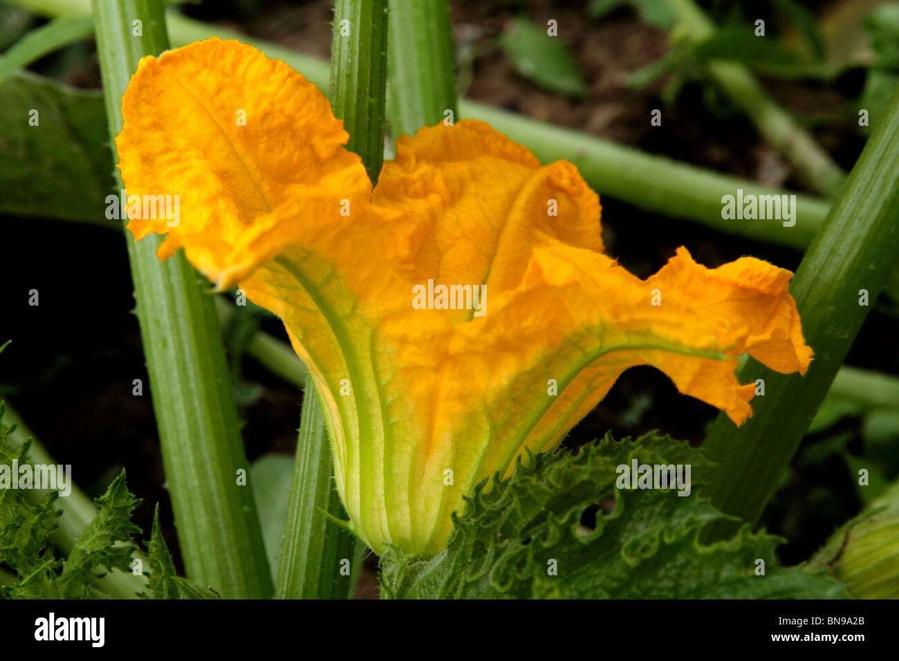 Courgettes with flowers hires stock photography and images Alamy